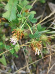 Trifolium echinatum