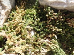 Selaginella watsonii