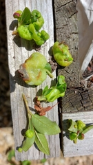 Exobasidium japonicum