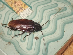 Periplaneta fuliginosa