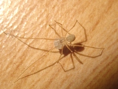 Spermophora senoculata