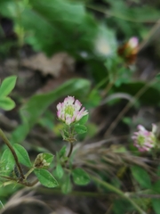 Trifolium echinatum
