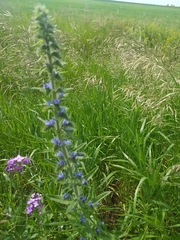 Echium vulgare