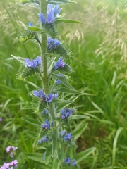 Echium vulgare