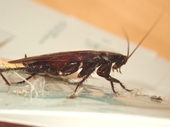 Periplaneta fuliginosa