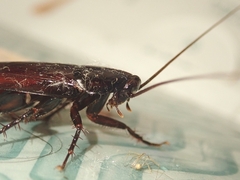 Periplaneta fuliginosa