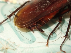 Periplaneta fuliginosa