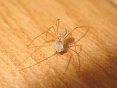 Spermophora senoculata