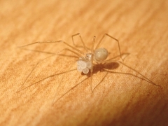 Spermophora senoculata