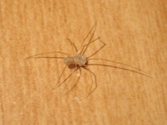 Spermophora senoculata