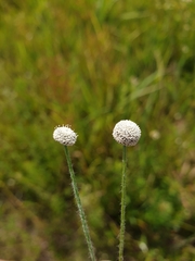 Lachnocaulon