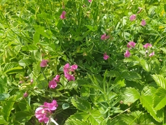 Lathyrus tuberosus