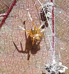 Araneus marmoreus