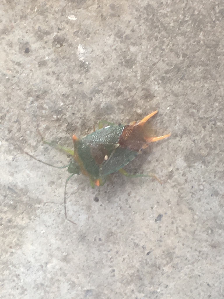Acanthosoma forfex