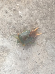 Acanthosoma forfex