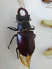 Lucanus cervus