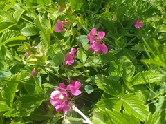Lathyrus tuberosus