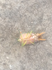 Acanthosoma forfex