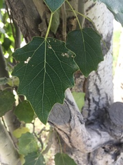 Populus
