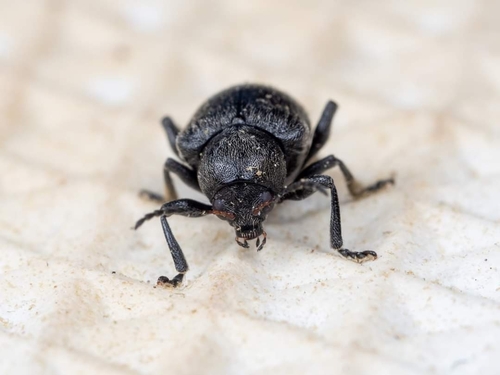 Western Grape Rootworm