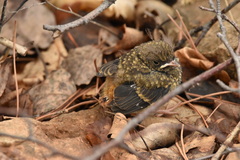 Phoenicurus auroreus