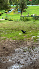 Corvus macrorhynchos