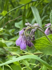 Symphytum officinale