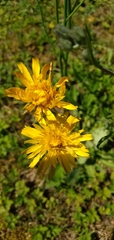 Cichorieae