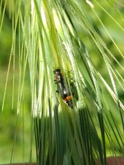 Axinotarsus pulicarius