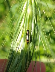 Axinotarsus pulicarius
