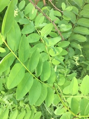 Robinia