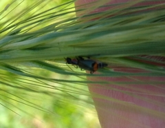 Axinotarsus pulicarius