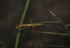 Damasippus