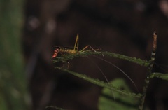 Damasippus