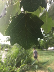 Populus