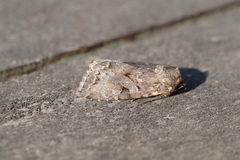 Apterogenum ypsillon