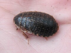 Calolampra notabilis