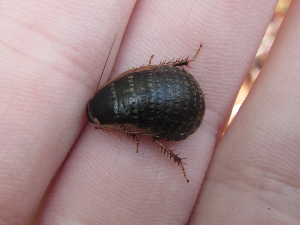 Calolampra subgracilis