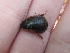 Calolampra subgracilis