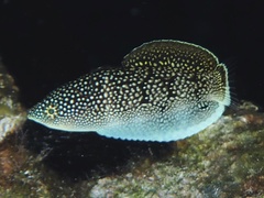 Anampses chrysocephalus