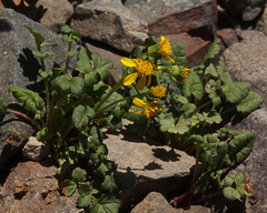 Packera flettii