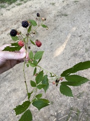 Rubus pascuus