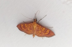 Prenesta scyllalis