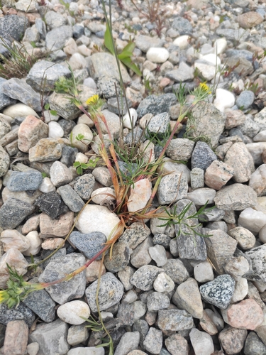 Potentilla multifida, photograph 5