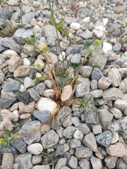 Potentilla multifida
