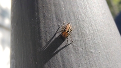 Alpaida alticeps