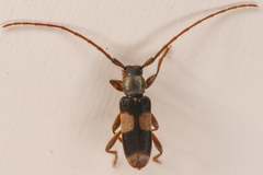Dicentrus bluthneri