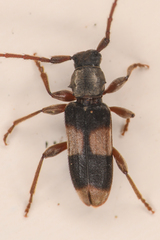 Dicentrus bluthneri