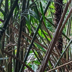 Callosciurus notatus