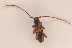 Dicentrus bluthneri